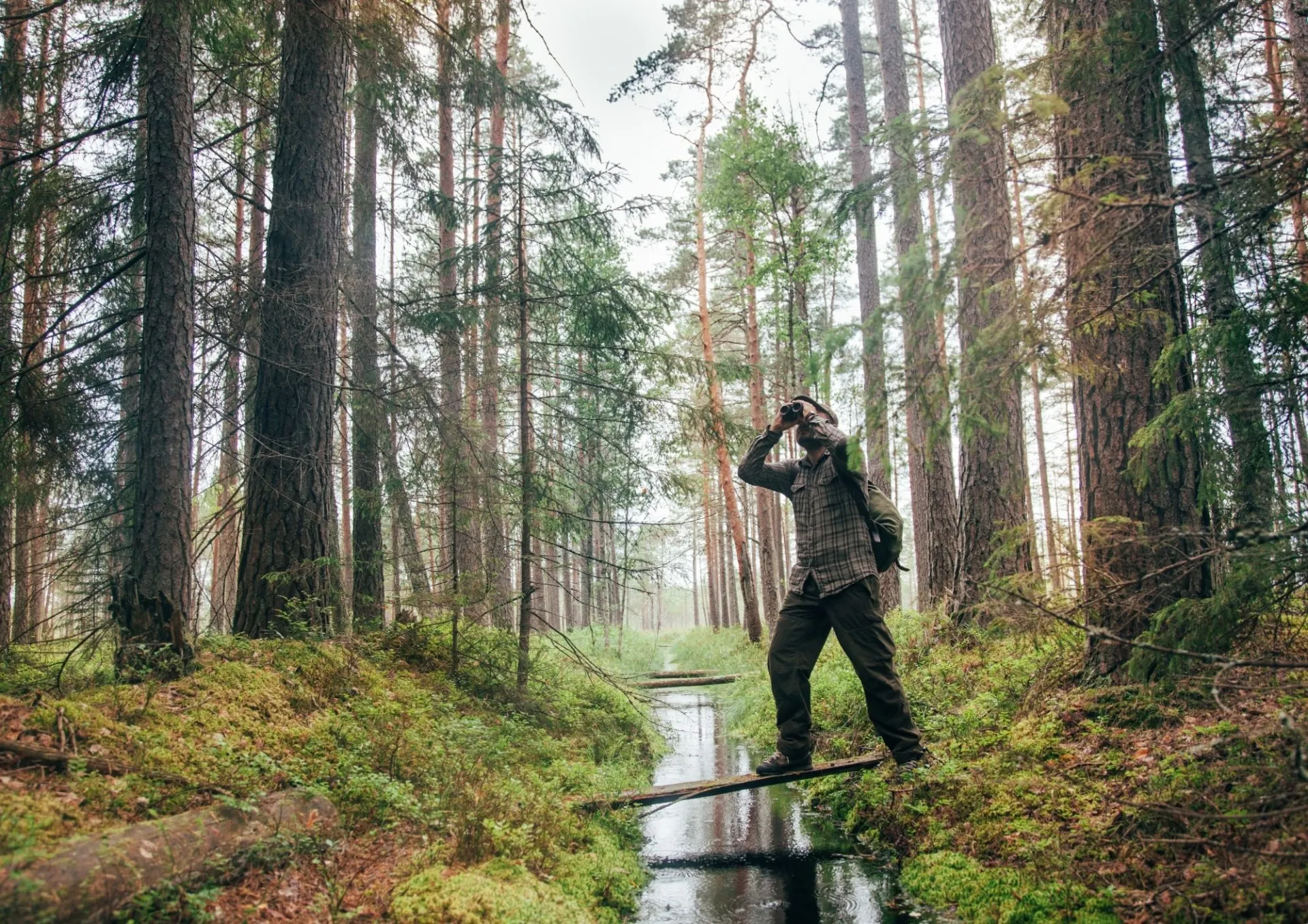 Fågelskådning bild från Canva