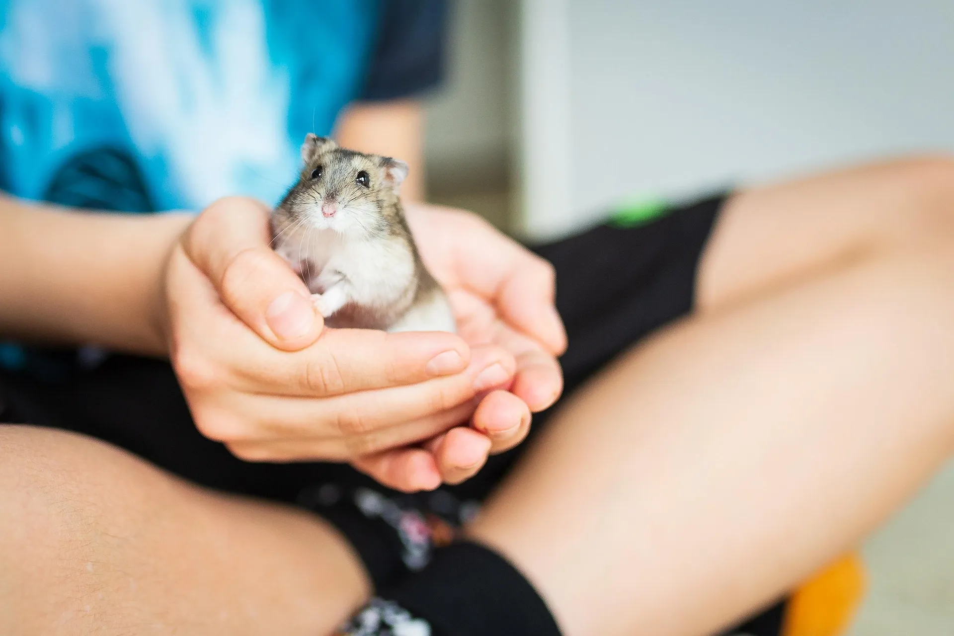 cparks hamster 5115245 1920