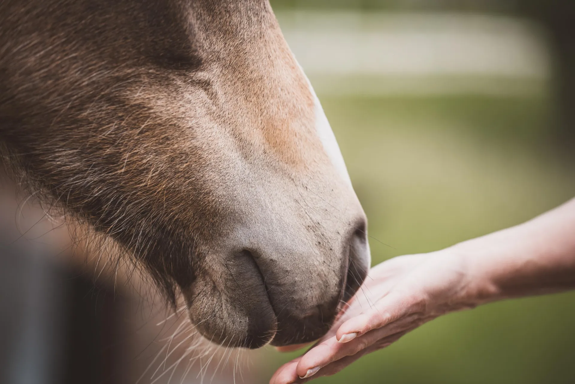 pezibear foal 6325915